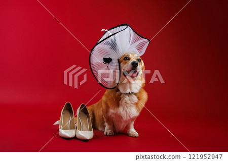 Glamorous corgi in a white hat with beige heels on red background, showcasing playful elegance 121952947