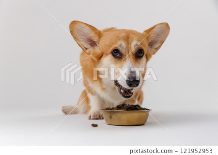 Corgi enjoying its meal from a bowl, showcasing adorable pet mealtime moments 121952953