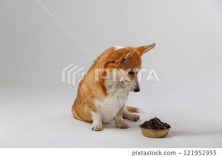 Thoughtful corgi gazing at its food bowl, perfect for pet care, diet, and healthy eating concepts Thoughtful corgi gazing at its food bowl, perfect for pet care, diet, and healthy eating concepts 121952955