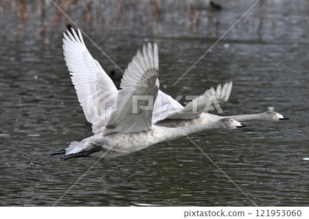 Two young whooper swans take off Two young whooper swans take off 121953060