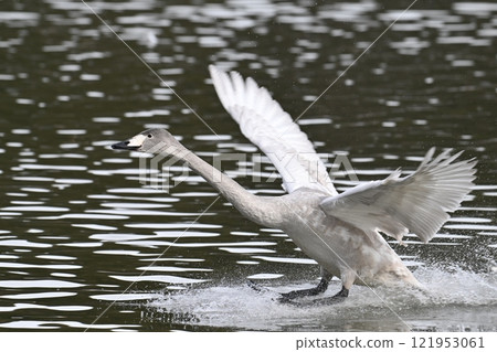 Young whooper swan landing on water 121953061