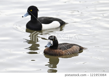 A female scaup and a male tufted duck A female scaup and a male tufted duck 121953064