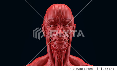 The Human anatomy for medical or education concept 3d rendering. 121953424