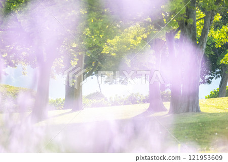 Sparkling image of fresh greenery in the park 121953609