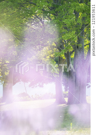 Sparkling image of fresh greenery in the park Sparkling image of fresh greenery in the park 121953611