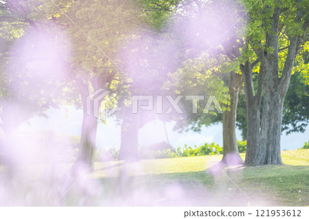 Sparkling image of fresh greenery in the park 121953612