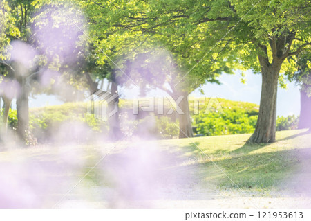 Sparkling image of fresh greenery in the park 121953613