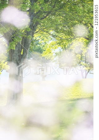 Sparkling image of fresh greenery in the park 121953615
