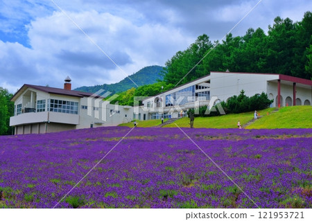 Highland Furano Lavender Sea 121953721