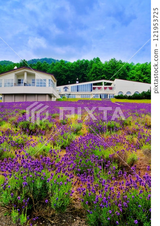 富良野高地薰衣草海 富良野高地薰衣草海 121953725