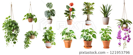 綠蘿和其他觀賞植物的剪報收集（透明背景） 121953796