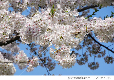 Cherry Blossoms Yoshino cherry tree Cherry Blossoms Yoshino cherry tree 121953940