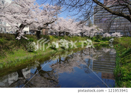 Morioka scenery: Cherry blossom trees lined up in Uchimaru, Morioka city, and the Iwate Prefectural Office building 121953941