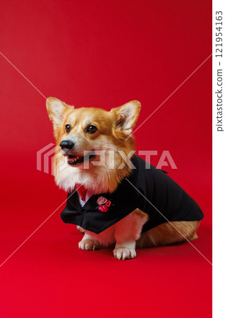 Dapper corgi in a tuxedo with a red rose boutonniere, perfect for weddings, events, or celebrations Dapper corgi in a tuxedo with a red rose boutonniere, perfect for weddings, events, or celebrations 121954163