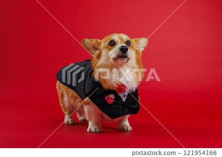 Elegant corgi in a tuxedo with rose details, ready for formal events or weddings, on a red backdrop Elegant corgi in a tuxedo with rose details, ready for formal events or weddings, on a red backdrop 121954166