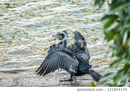 Great Cormorant, Tosabori River, Osaka City Great Cormorant, Tosabori River, Osaka City 121954174