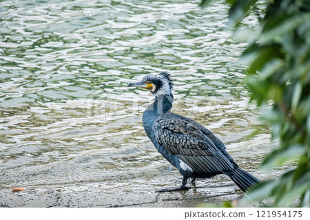 大阪市土佐堀川鸕鶿 121954175