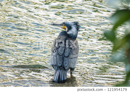 大阪市土佐堀川鸕鶿 121954179