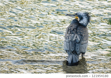 Great Cormorant, Tosabori River, Osaka City 121954180