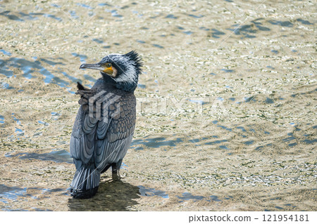 大阪市土佐堀川鸕鶿 121954181