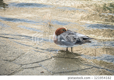 A male Wigeon dozing off by the water, Tosabori River, Osaka 121954182