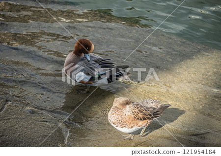 大阪市土佐堀川水邊打瞌睡的 Wigeon 121954184