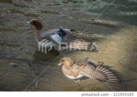 Wigeon stretching by the water, Tosabori River, Osaka 121954185