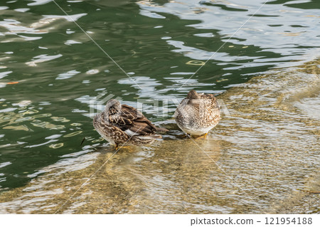 A female Wigeon dozing off by the water, Tosabori River, Osaka A female Wigeon dozing off by the water, Tosabori River, Osaka 121954188
