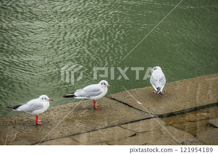 大阪市土佐堀川黑頭鷗 121954189
