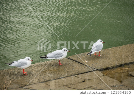 大阪市土佐堀川黑頭鷗 121954190