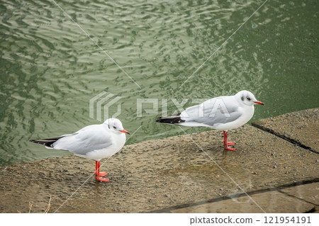 Black-headed Gull, Tosabori River, Osaka City Black-headed Gull, Tosabori River, Osaka City 121954191