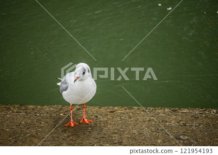 大阪市土佐堀川黑頭鷗 121954193