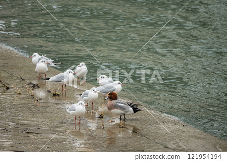 Black-headed gulls flocking along the banks of the Tosabori River, Osaka 121954194
