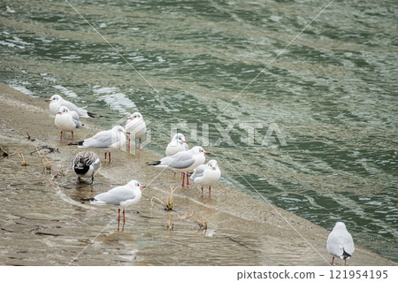 Black-headed gulls flocking along the banks of the Tosabori River, Osaka Black-headed gulls flocking along the banks of the Tosabori River, Osaka 121954195