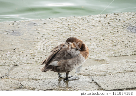A common pochard (female) dozing off by the water, Tosabori River, Osaka A common pochard (female) dozing off by the water, Tosabori River, Osaka 121954198
