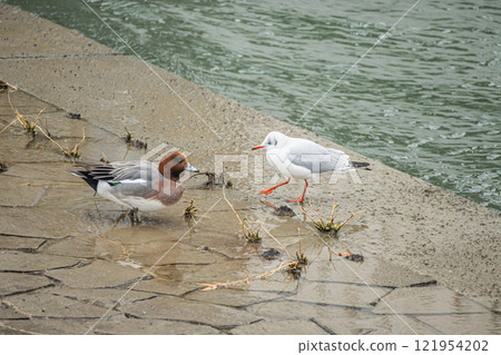 大阪市土佐堀川沿岸的黑頭鷗與海鷗 121954202