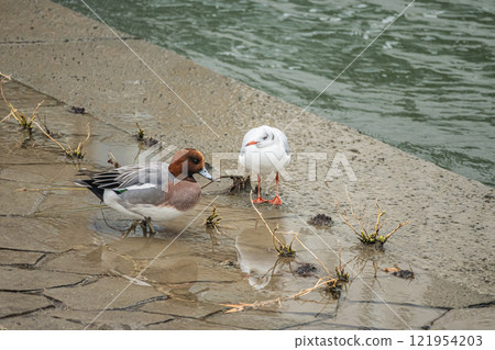 Black-headed gulls and wigeons along the Tosabori River, Osaka Black-headed gulls and wigeons along the Tosabori River, Osaka 121954203