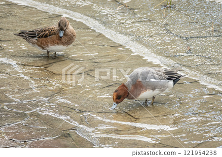 Wigeon(一對)大阪市土佐堀川市中之島公園 Wigeon(一對)大阪市土佐堀川市中之島公園 121954238