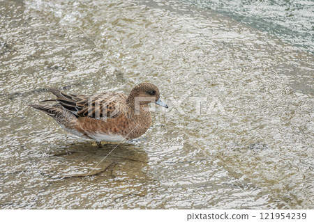 Wigeon (female) Nakanoshima Park, Tosabori River, Osaka City 121954239