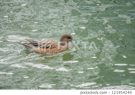 Wigeon（女）在大阪市土佐堀川中之島公園河裡游泳 121954240