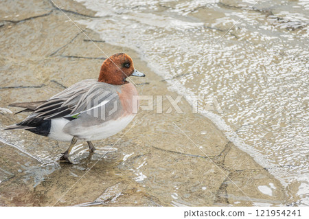 Wigeon (male) Nakanoshima Park, Tosabori River, Osaka City Wigeon (male) Nakanoshima Park, Tosabori River, Osaka City 121954241