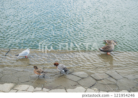 Spot-billed Ducks, Wigeons and Black-headed Gulls on the Tosabori River, Osaka City Spot-billed Ducks, Wigeons and Black-headed Gulls on the Tosabori River, Osaka City 121954246