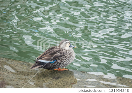 Spot-billed Ducks on the Tosabori River, Osaka City Spot-billed Ducks on the Tosabori River, Osaka City 121954248
