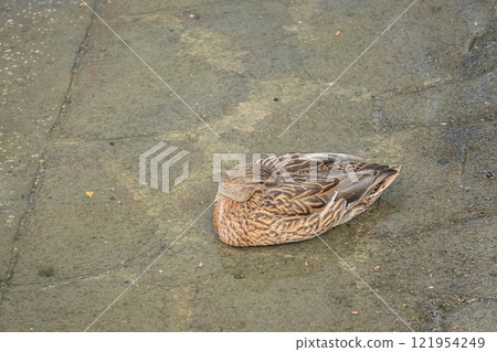 A dozing mallard (female) at Nakanoshima Park, Tosabori River, Osaka City 121954249