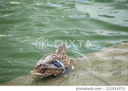 Mallard (female) Nakanoshima Park, Tosabori River, Osaka City Mallard (female) Nakanoshima Park, Tosabori River, Osaka City 121954253