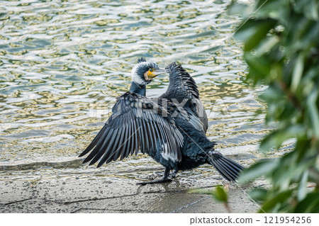 Cormorant spreading its wings by the water, Nakanoshima Park, Tosabori River, Osaka City 121954256
