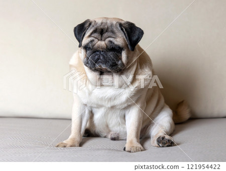 Portrait of sleepy and sad fawn colored pug sitting on sofa looking down 121954422