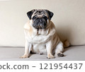Portrait of a sad fawn colored pug sitting on a sofa 121954437