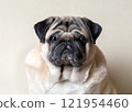 Close-up portrait of a beige pug.  121954460
