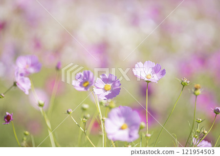 pretty cosmos field pretty cosmos field 121954503